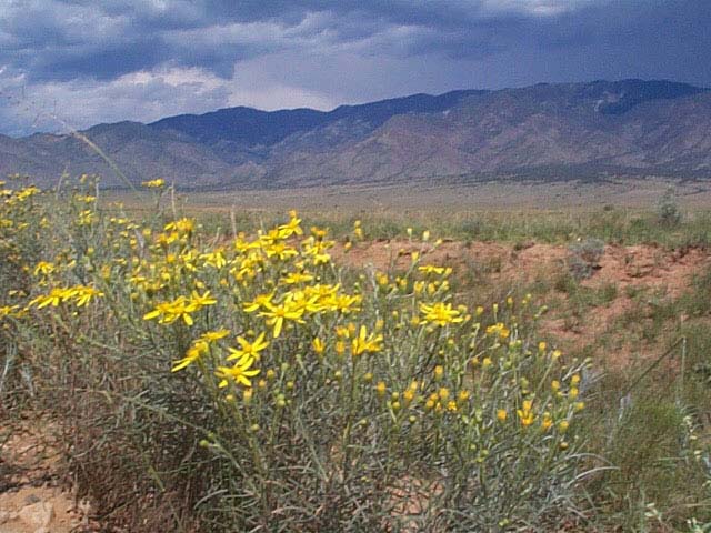 .25 Acre Buildable Parcel Outside Of Albuquerque